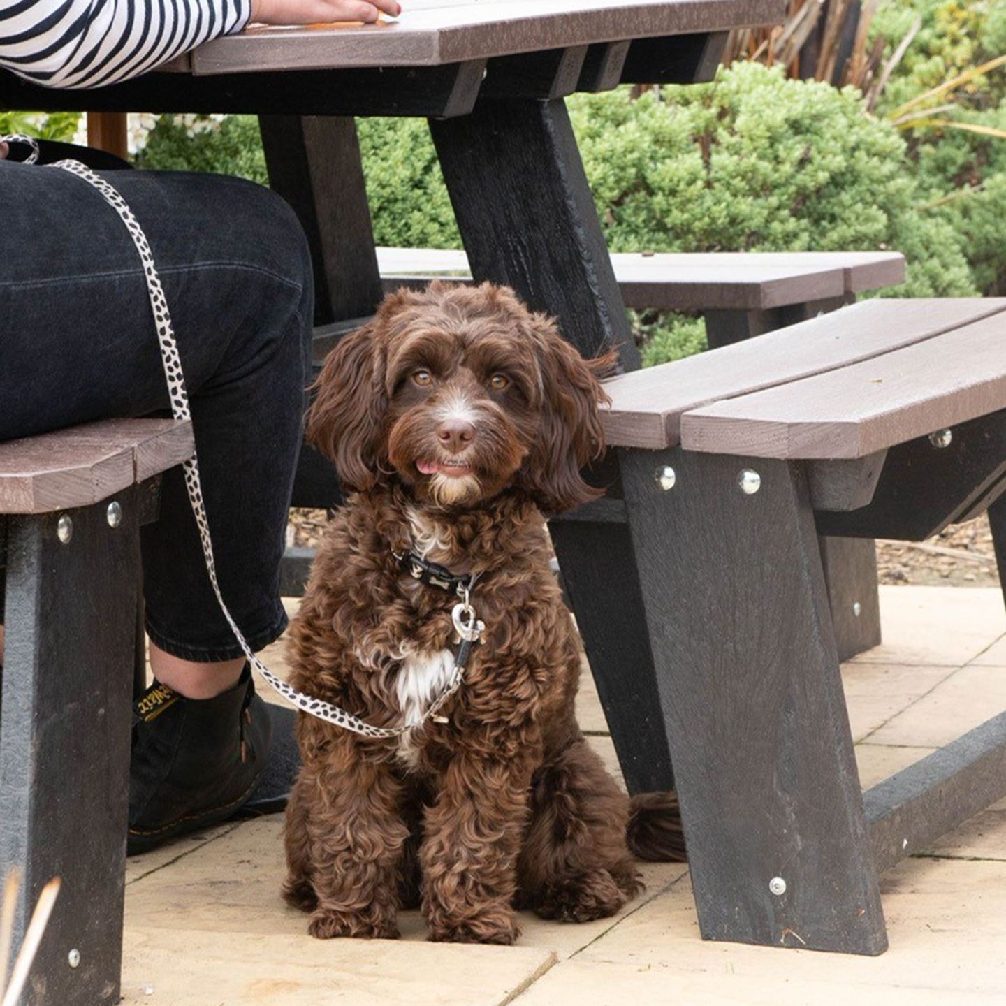 Your local dog friendly pub in Cullompton